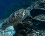 Green turtle, Fushi Kandu, Laamu Atoll, Maldives. Image.