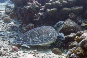 Henrietta, green turtle, adopted for Carolina by Christina Green turtle resting at sea floor, Gaadhoo Inside, Laamu Atoll, Maldives. Image.