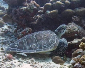Green turtle resting at sea floor, Gaadhoo Inside, Laamu Atoll, Maldives. Image.