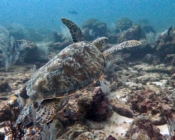 Green turtle, swimming over reef, Hithadhoo Inside, Laamu Atoll, Maldives. Image.