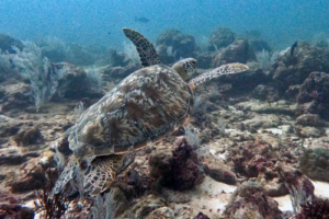 Plumzei, green turtle, adopted for Alyssia Green turtle, swimming over reef, Hithadhoo Inside, Laamu Atoll, Maldives. Image.