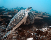 Green turtle, adult male swimming up from coral reef, Fonadhoo Beyru, Laamu Atoll, Maldives. Image.
