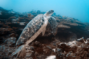 Tanya McSprinkles, green turtle, adopted for Julia Green turtle, adult male swimming up from coral reef, Fonadhoo Beyru, Laamu Atoll, Maldives. Image.