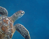 Adopted turtle in the Maldives. Image