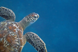 Tica, green, adopted for Mareline. Adopted turtle in the Maldives. Image