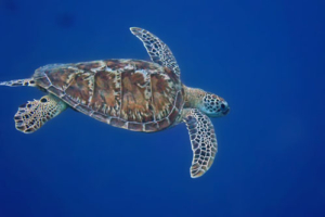 Midi, green, adopted for Mette. Adopted turtle in the Maldives. Image