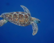 Adopted turtle in the Maldives. Image