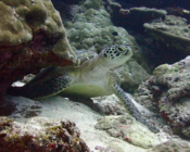 Adopted turtle in the Maldives. Image.
