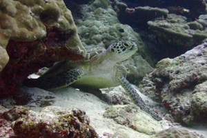 Stuart, green, adopted. Adopted turtle in the Maldives. Image.
