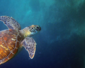Adopted turtle in the Maldives. Image