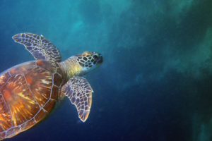 Liberty, green, adopted. Adopted turtle in the Maldives. Image