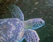 Adopted turtle in the Maldives. Image