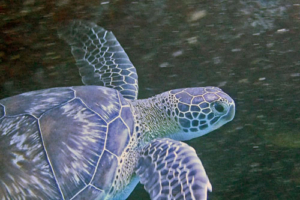 Mando, green, adopted. Adopted turtle in the Maldives. Image