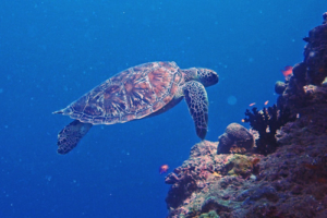 Noodles, adopted by Vanessa Viner. Adopted green turtle, Maldives. Image