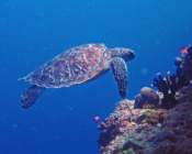 Adopted green turtle, Maldives. Image