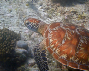 Green turtle, Kuredu Caves, Lhaviyani Atoll, Maldives. Image.