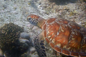 Hahpundu, green turtle, adopted Green turtle, Kuredu Caves, Lhaviyani Atoll, Maldives. Image.