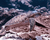 Green turtle, Hithadhoo Inside, Laamu Atoll, Maldives. Image.