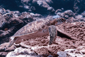 Steven, green turtle, adopted for Steven Green turtle, Hithadhoo Inside, Laamu Atoll, Maldives. Image.