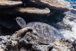 Ocean, green turtle, adopted by Olivia de Boom Green turtle resting on the reef, Hithadhoo Corner, Laamu Atoll, Maldives. Image.