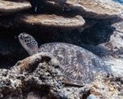 Green turtle resting on the reef, Hithadhoo Corner, Laamu Atoll, Maldives. Image.