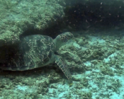 Adopted green turtle, Maldives. Image