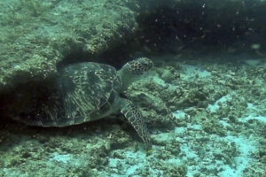 Hieronymus, adopted for Christina. Adopted green turtle, Maldives. Image