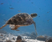 Adopted turtle in the Maldives. Image.