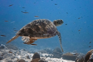 Mario, green, adopted by James. Adopted turtle in the Maldives. Image.