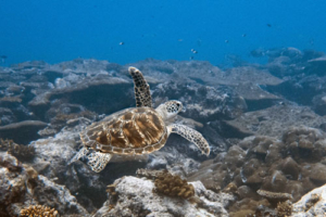 Cheryl, green turtle, adopted by Ashlyn McCann for Kelly Roberts. Adopted sea turtle in the Maldives. Image.