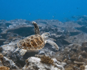 Adopted sea turtle in the Maldives. Image.