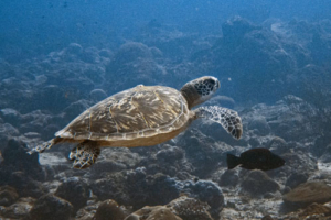 Bamboo, green, adopted for Ruthie. Adopted turtle in the Maldives. Image