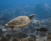 Adopted turtle in the Maldives. Image