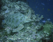 Adopted green turtle, Maldives. Image