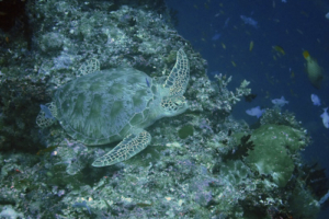 Umiko, adopted by Debbie Seymour. Adopted green turtle, Maldives. Image