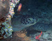 Green turtle resting in the reef, Peak, Lhaviyani Atoll, Maldives. Image.