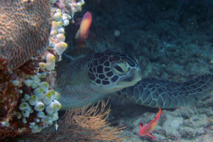 Daisy, green turtle, adopted for Olive Green turtle resting in the reef, Peak, Lhaviyani Atoll, Maldives. Image.