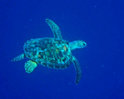 Adopted turtle in the Maldives. Image