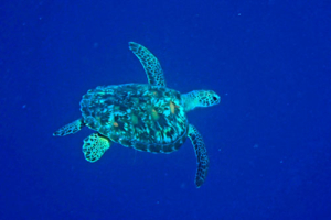 Patricia, green, adopted by Tobias. Adopted turtle in the Maldives. Image