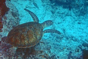 Christina, adopted for Christina. Adopted green turtle, Maldives. Image