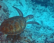 Adopted green turtle, Maldives. Image