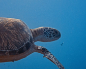 Green turtle, Olhuveli Point, Laamu Atoll, Maldives. Image.