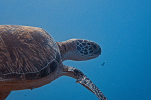 Tallulah, green turtle, adopted for Seema Green turtle, Olhuveli Point, Laamu Atoll, Maldives. Image.