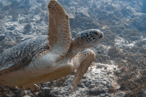 Escooooo, green turtle, adopted for $TRTL Green turtle, swimming on reef, Olhuveli Point, Laamu Atoll, Maldives. Image.