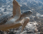 Green turtle, swimming on reef, Olhuveli Point, Laamu Atoll, Maldives. Image.