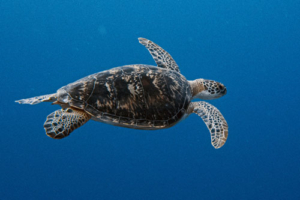 Fletcher, green, adopted by Andrew. Adopted turtle in the Maldives. Image.