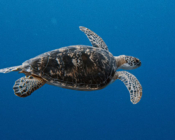 Adopted turtle in the Maldives. Image.