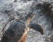 Green turtle, Olhuveli Point, Laamu Atoll, Maldives. Image.