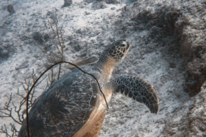 Radbro, green turtle, adopted for $TRTL Green turtle, Olhuveli Point, Laamu Atoll, Maldives. Image.