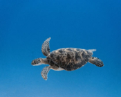 Green turtle swimming in the blue, Gaadhoo Inside, Laamu atoll, Maldives. Image.